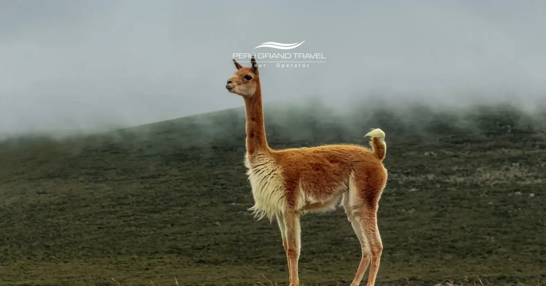 Día Mundial de la Vida Silvestre en Perú – vicuña silvestre en los Andes peruanos, símbolo de la fauna de altura y los ecosistemas andinos.