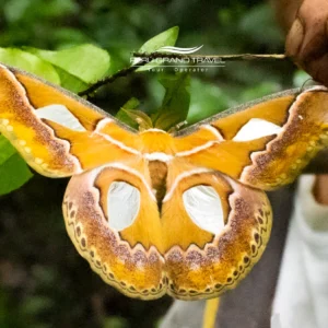 Hermoso Mariposario de Machu picchu