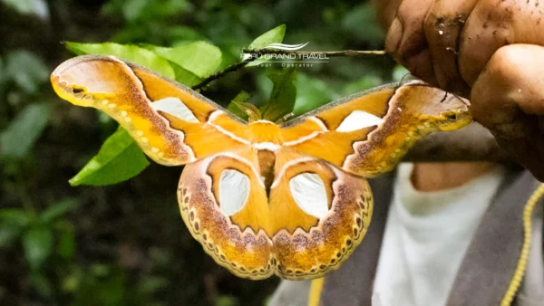 Mariposario de Machu Picchu: Naturaleza, conservación y belleza en el corazón de los Andes 12 Mariposario de Machu picchu