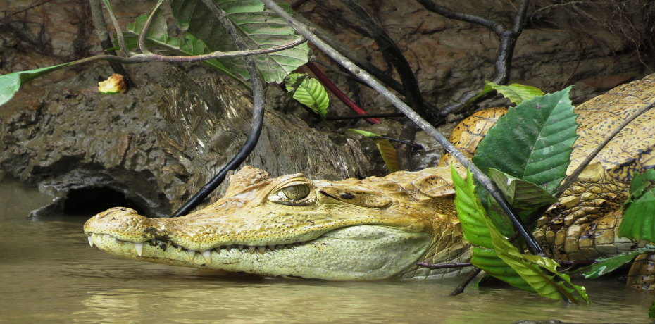 Mejores Lugares Turísticos de Madre de Dios: La Selva Virgen de la Amazonia 4 La-cocha-perdida