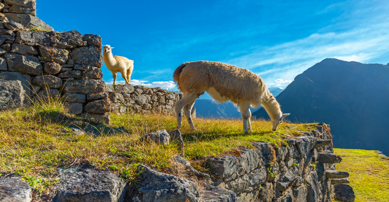 Lo Mejor de la Selva Peruana: Paquetes Turísticos al Amazonas 8 Machu Picchu LLaqta