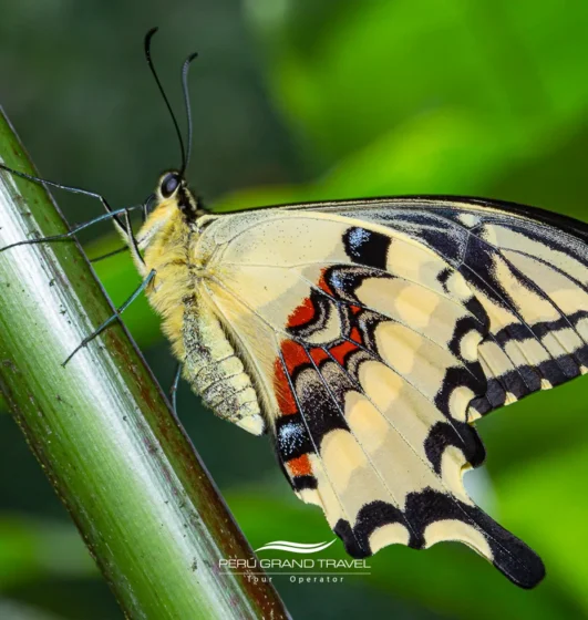 Mariposario de Machu Picchu: Naturaleza, conservación y belleza en el corazón de los Andes 6 Mariposa Papilio machaon