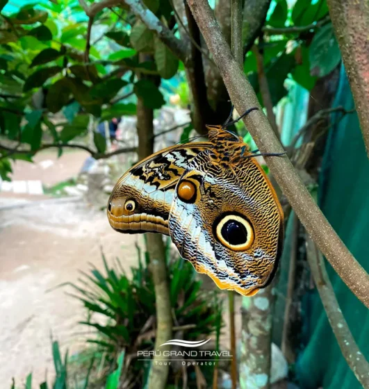 Mariposario de Machu Picchu: Naturaleza, conservación y belleza en el corazón de los Andes 5 Mariposa buho