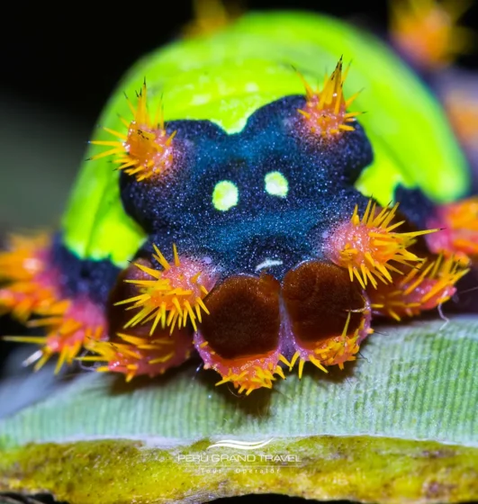 Mariposario de Machu Picchu: Naturaleza, conservación y belleza en el corazón de los Andes 3 Oruga de mariposa