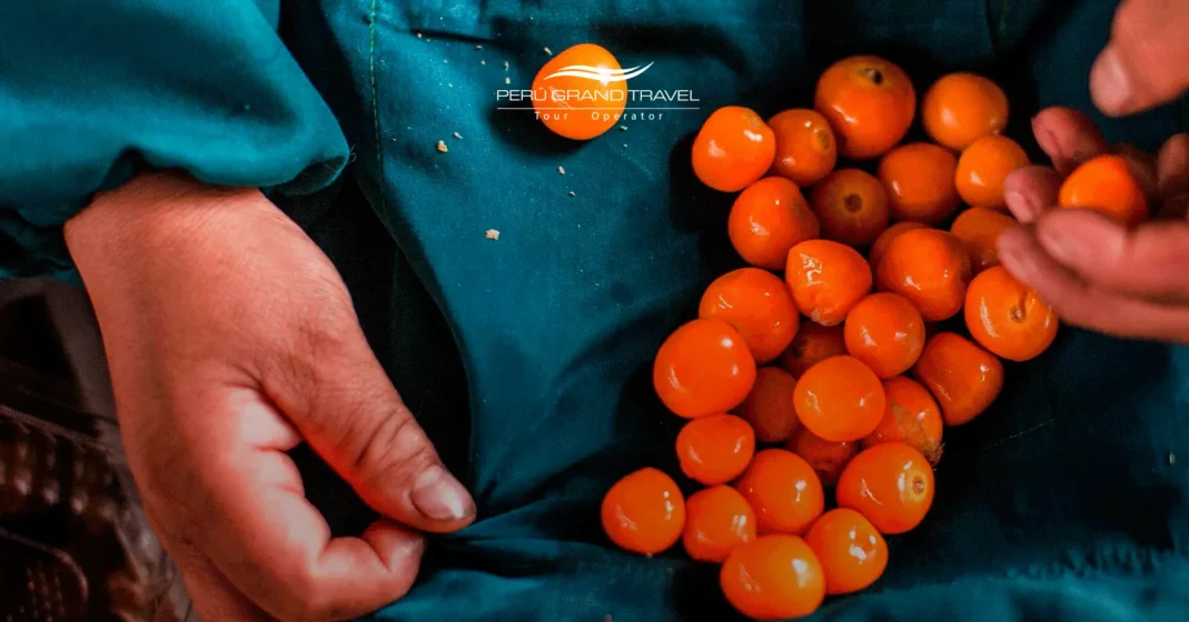 Comida en Cusco: La Guía Sofisticada de los 15 Sabores del Imperio Inca 4 Tours gastronómicos en Cusco