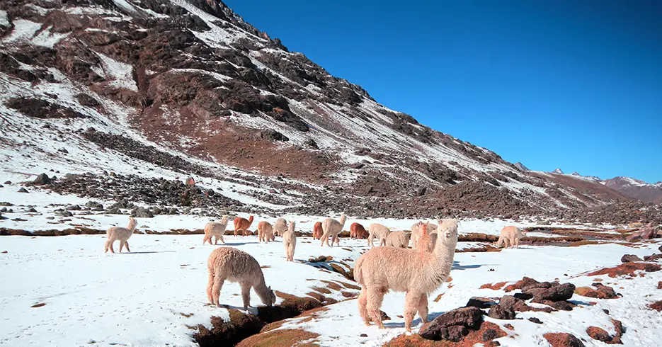 Cómo Realizar el increíble Tour 7 Lagunas de Ausangate en Cusco en 1 Día 5 Alpacas sobre nieve en el camino del tour 7 lagunas de ausangate, algunas alpacas están pastando y otras caminando y una posando a la cámara, cielo azul con montañas de fondo y muchas piedras.