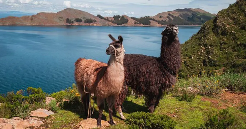 Qué Hacer en Perú 10 Días: Tu Guía definitiva a la Aventura 5 Llamas en puno de color marrón claro y marrón oscuro, al fondo se ve el lago Titicaca y diferentes montañas con árboles.
