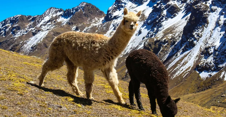 4 majestuosos camélidos sudamericanos: La guía definitiva sobre llamas, alpacas, vicuñas y guanacos. 3 alpacas, camélidos sudamericanos