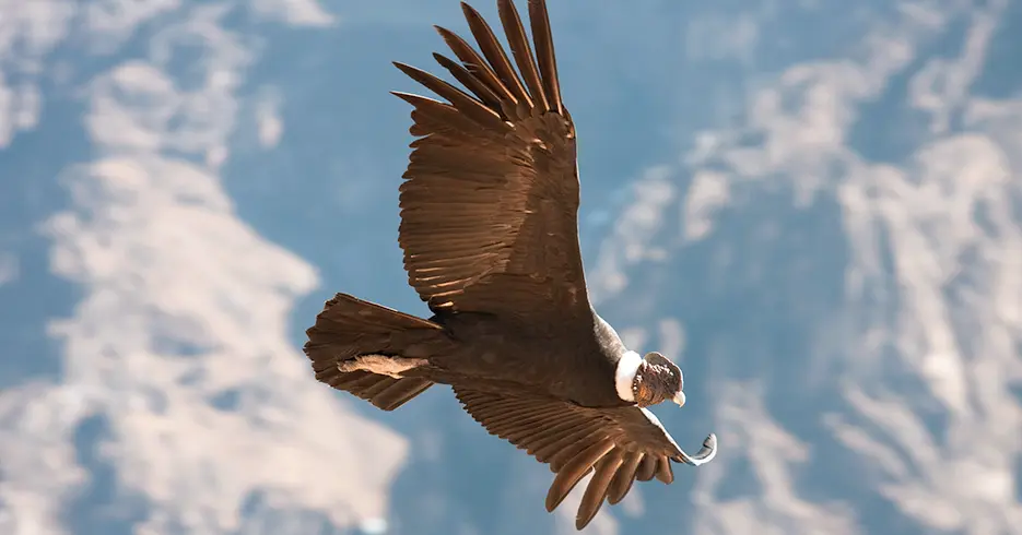 animales del Peru: condor andino volando