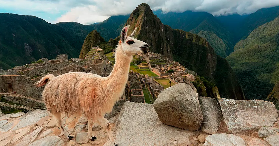 llama en machu picchu