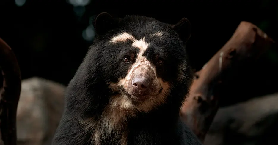 animales del peru: oso andino, oso de anteojos