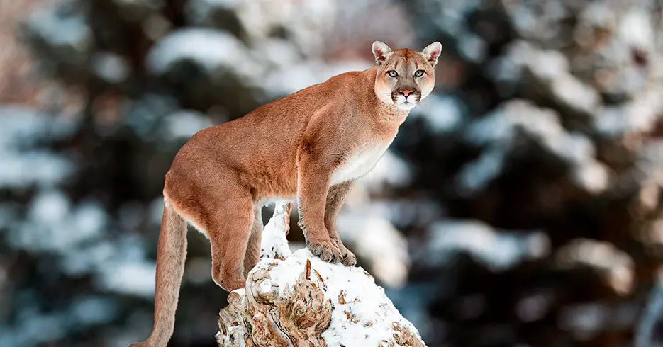 animales del peru: puma andino en las alturas