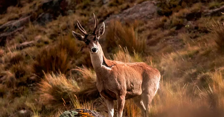 animales del peru: Taruca o conocido como venado andino