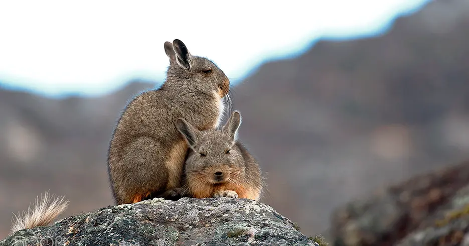 animales del peru: vizcacha, conejo con cola de ardila