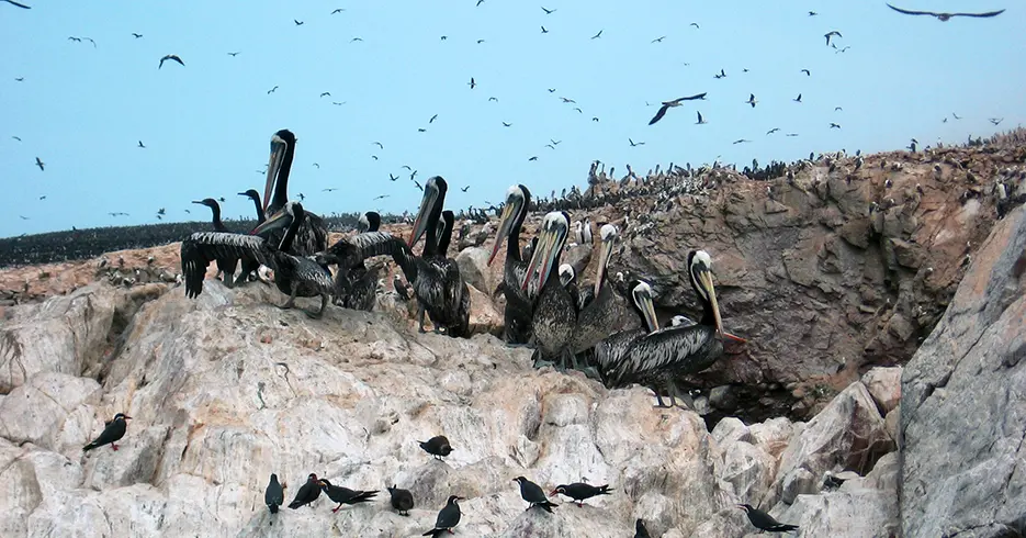 Qué Hacer en Paracas Perú: Experiencias que No Te Puedes Perder 2 Aves en las rocas de las islas ballestas con pajaritos pequeños color negro, cielo celeste con aves volando