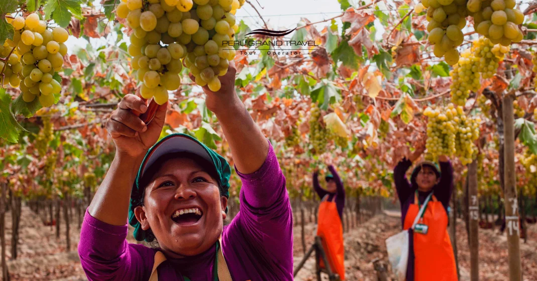 7 Secretos Esenciales de la Vendimia en Ica: ¿Cuándo se cosechan las uvas para los mejores destilados? 6 cuando se cosechan las uvas en Peru, Festival Internacional de la Vendimia de Ica