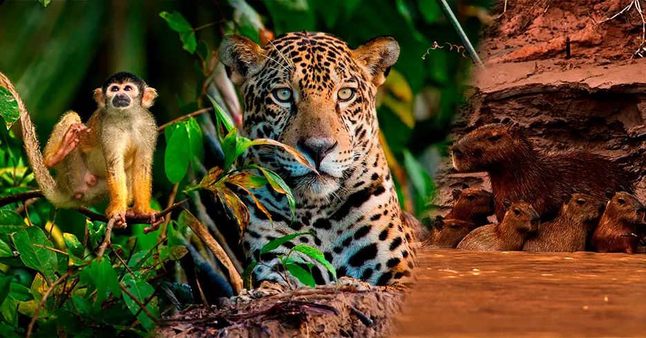 Explora los Mejores Hoteles de Tambopata y sus Actividades 10 diferentes tipos de mamiferos en tambopata