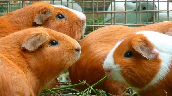 el-cuy-animales-domésticos-criados-en-peru