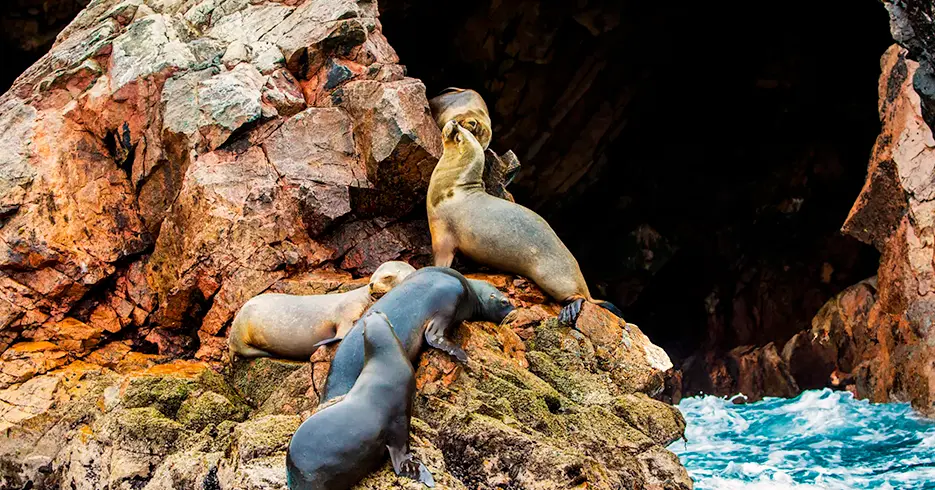 Islas Ballestas Perú: tu próxima aventura en el mar 2 fauna marina en el tour islas ballestas peru