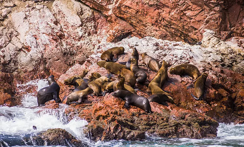 Descubre la Exuberante Fauna y Flora de la Reserva Nacional de Paracas 2 Fauna de la Reserva Nacional de Paracas