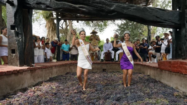 fiesta del vino