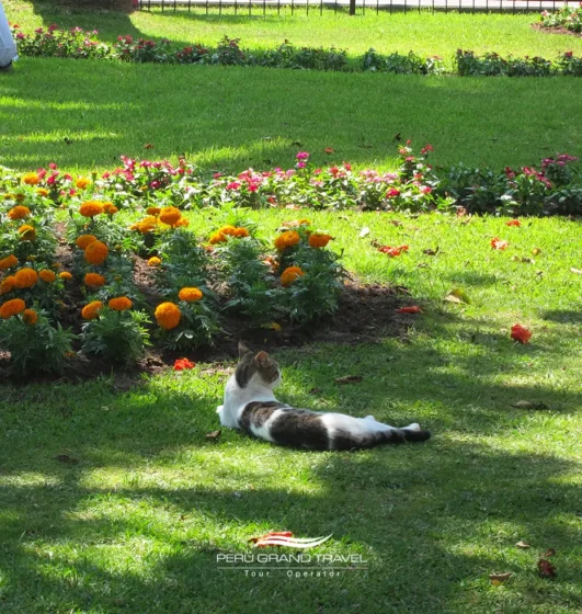 10 lugares para pasear en Lima que te harán amar de la ciudad 4 Conoce a los simpáticos gatos del Parque Kennedy, el corazón de Miraflores. Un rincón lleno de encanto, vida e historias.