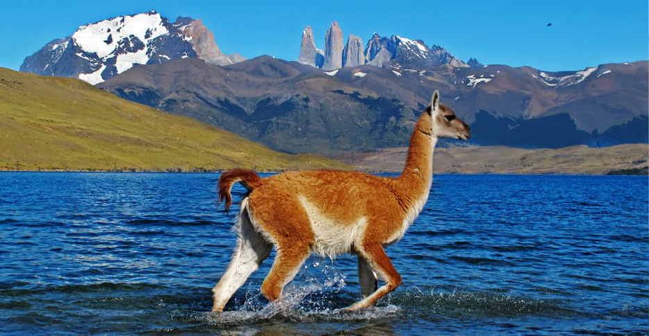 4 majestuosos camélidos sudamericanos: La guía definitiva sobre llamas, alpacas, vicuñas y guanacos. 5 guanaco