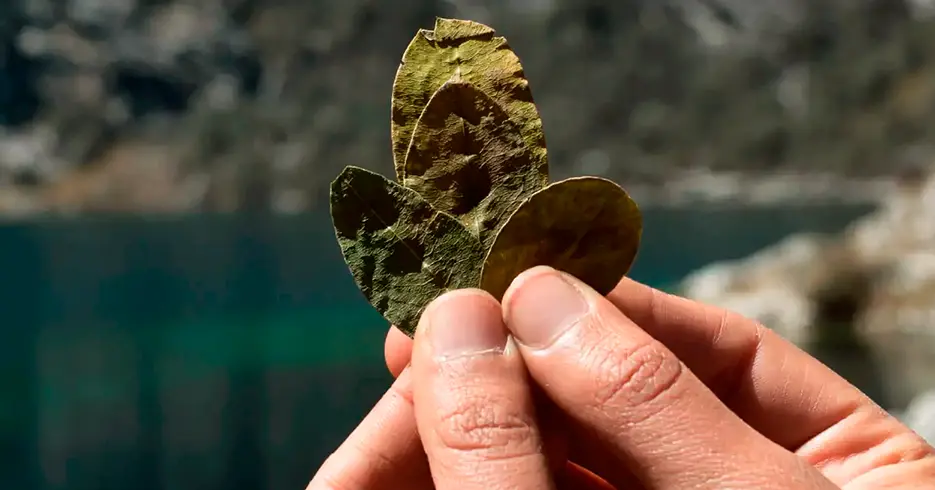hoja de coca en la laguna humantay para el mal de altura