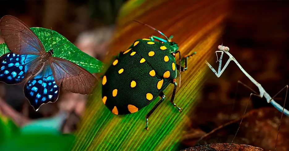 Explora los Mejores Hoteles de Tambopata y sus Actividades 12 diferentes insectos en tambopata, mariposas, escarabajos mantis y mas