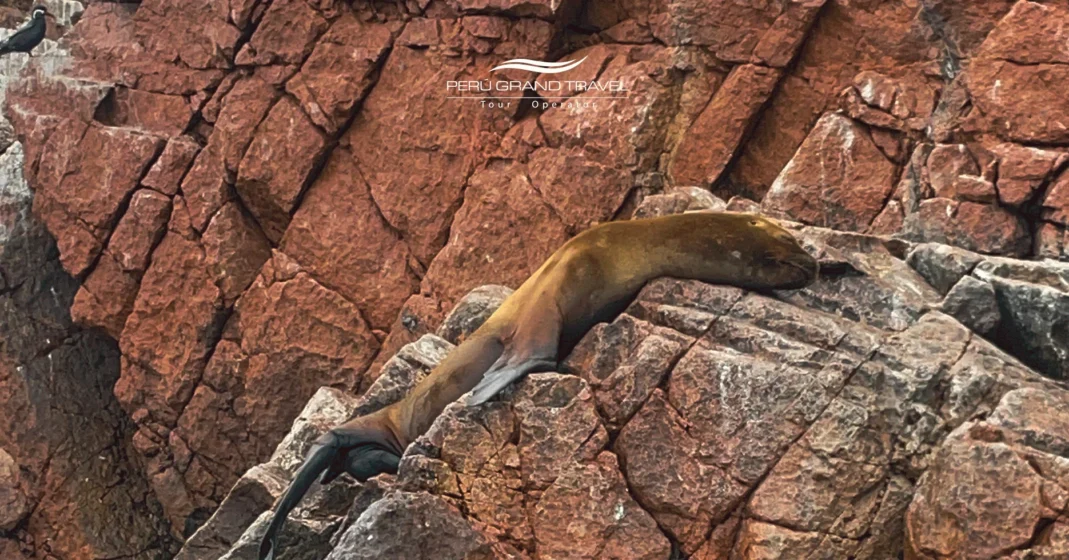 loba marina, animales en islas ballestas, animales en paracas, animales marinos en peru, islas ballestas, experiencia de viaje en ica, paracas y lima