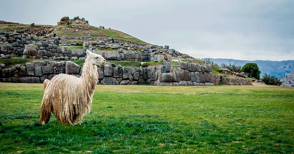 lugares turisticos de cusco - sacsayhuaman con una llama
