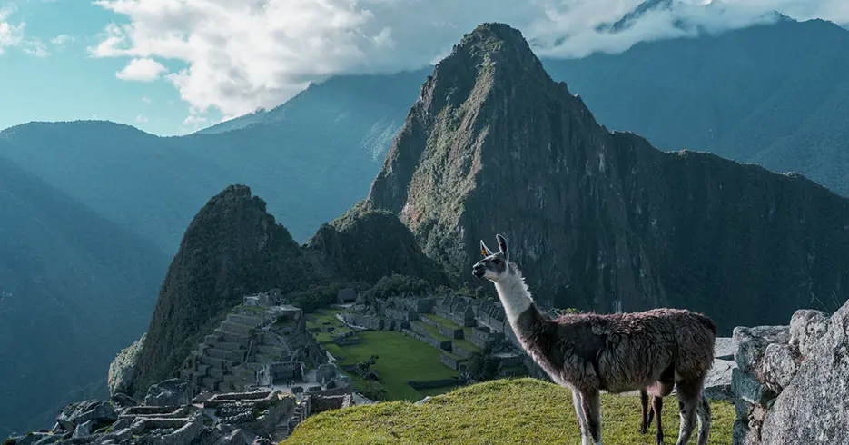 Machu Picchu con una llama posando a la cámara y en la parte baja se ven los vestigios incas y las montañas de la ciudadela