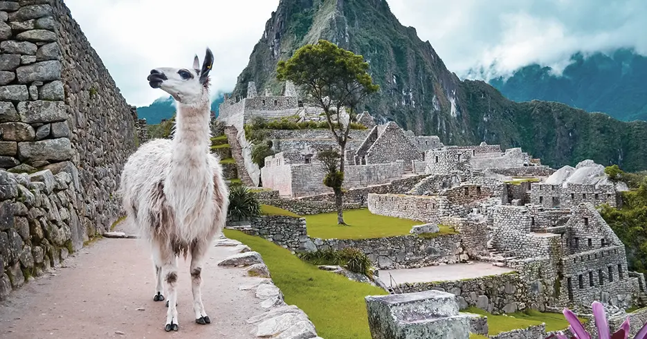 Los 10 Mejores Lugares Turísticos a Visitar en Cusco Perú 6 Espacios arqueológicos de Machu Picchu, con espacios verdes y una llama por los caminos de Machu Picchu y posando a la cámara