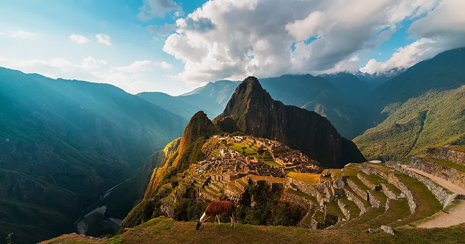 Qué Hacer en Perú 10 Días: Tu Guía definitiva a la Aventura 4 Vista panorámica de Machu Picchu con una llama comiendo en uno de los andenes y al fondo en la parte baja se ve un río, un cielo despejado celeste y Machu Picchu rodeado de montañas verdes.