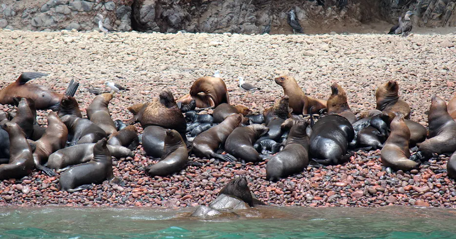 paisajes en peru, paracas e islas y hemroso lobos marinos