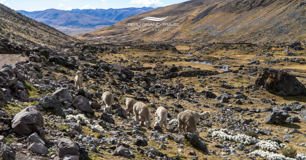 7 Poderosos Beneficios de la Terapia con Llamas: La Sanación Mística que Solo Puedes Encontrar en los Andes 2 rebaño-de-llamas-y-alpacas