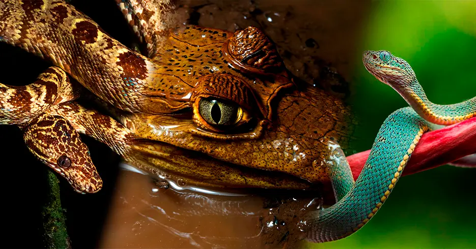 Explora los Mejores Hoteles de Tambopata y sus Actividades 11 reptiles de todo tipo, caiman, serpientes y mas en la reserva nacoional de tambopata