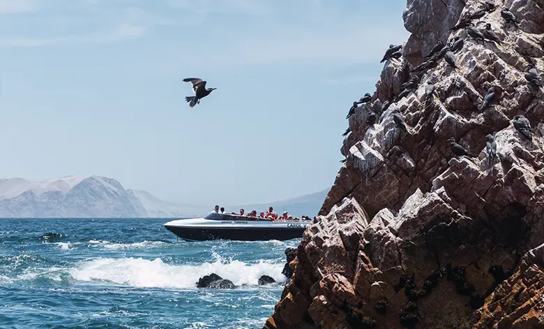 Descubre la Exuberante Fauna y Flora de la Reserva Nacional de Paracas 3 Reserva Nacional de Paracas