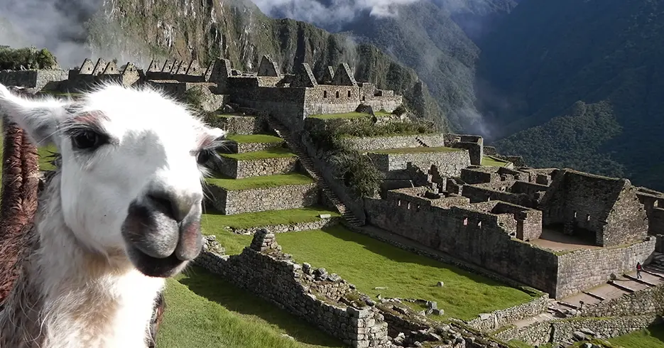Cómo llegar a Machu Picchu: Guía Completa para Viajeros 2025 9 una llama en la fotografia y al fondo las construcciones incas