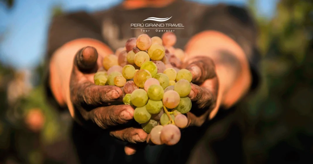 La Guia del Pisco Peruano: Historia, Alquimia y el Espíritu de los Andes - Edición 2026 3 uvas para hacer pisco, tipos de uvas para el pisco, pisco peruano, pisco peruano o chileno