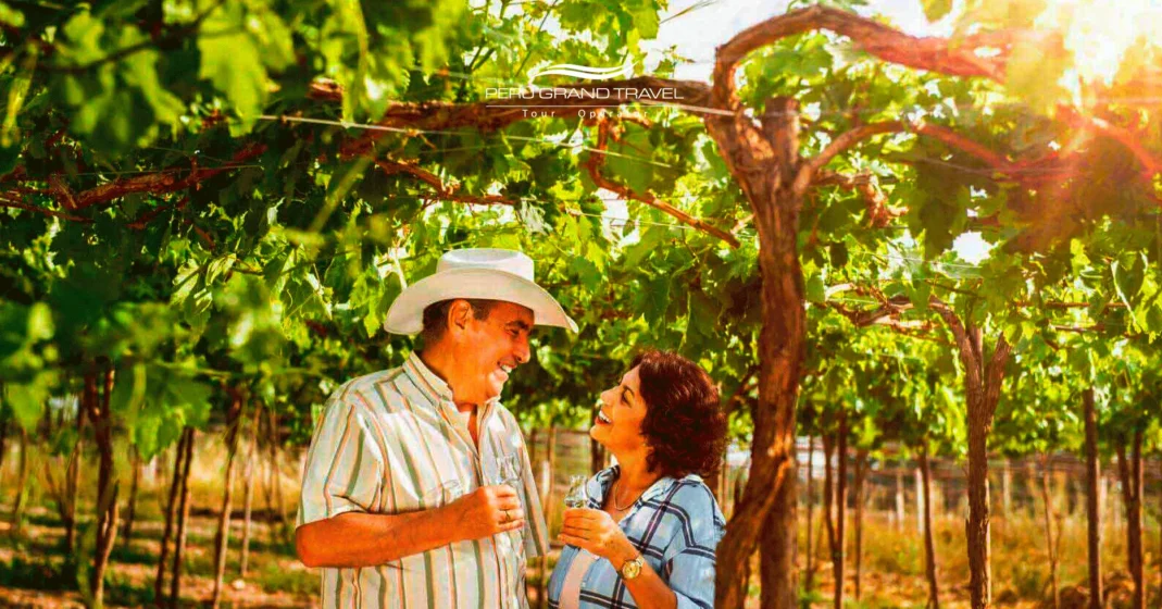La Guia del Pisco Peruano: Historia, Alquimia y el Espíritu de los Andes - Edición 2026 6 vendimia en ica, pisco peruano, uvas para pisco, turistas en la ruta del pisco