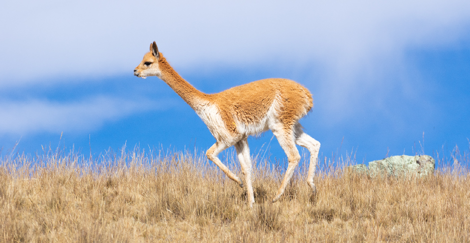 4 majestuosos camélidos sudamericanos: La guía definitiva sobre llamas, alpacas, vicuñas y guanacos. 4 vicuña