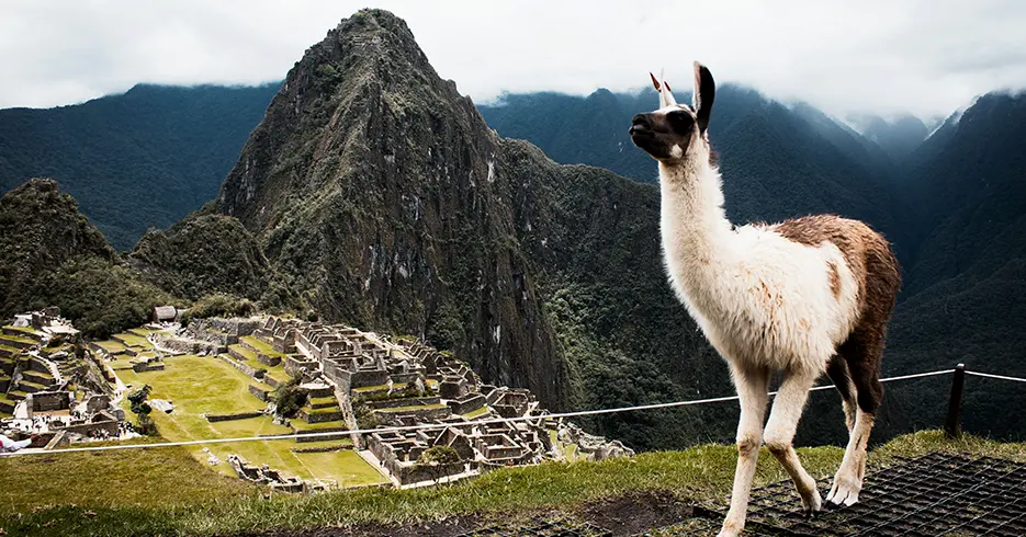 vista de machu picchu clasica, con una llama