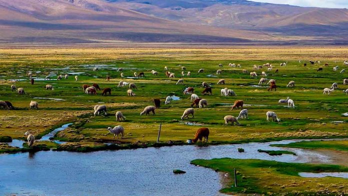 Reserva Nacional Salinas y Aguada Blanca Reserva nacional Salinas y Aguada Blanca, Arequipa