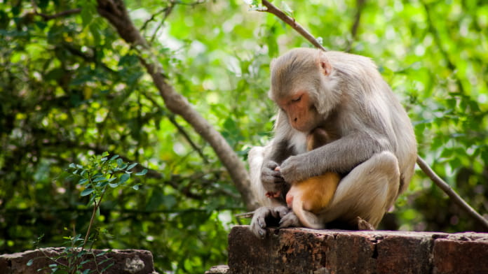 monos en amazonas peru