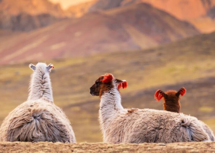 tours-cusco Llamas de Perú