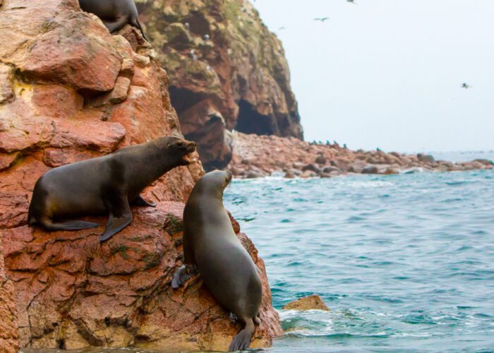 tours-ica Lobos marinos en las islas Ballestas