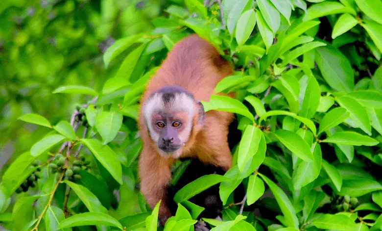 viajar-solo-a-amazonia Mono en la selva peruana - Tambopata